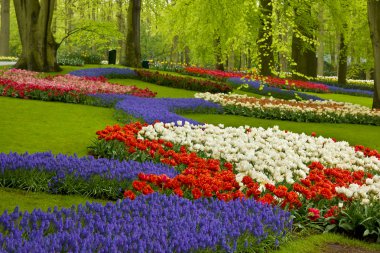 holland bahçesinde bahar çiçekleri