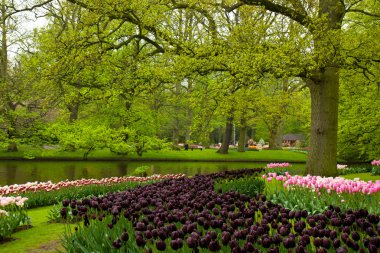 bahar bahçe içinde keukenhof, Hollanda