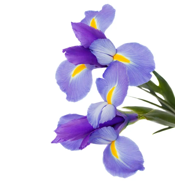 Iris blommor — Stockfoto