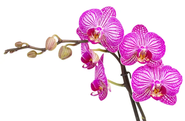 Orchid flowers branch Stock Photo