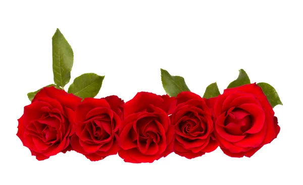 Border of red roses — Stock Photo, Image