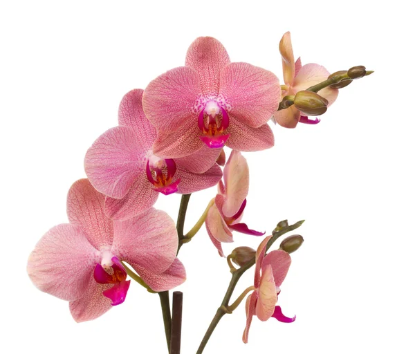 pembe orkide çiçekleri