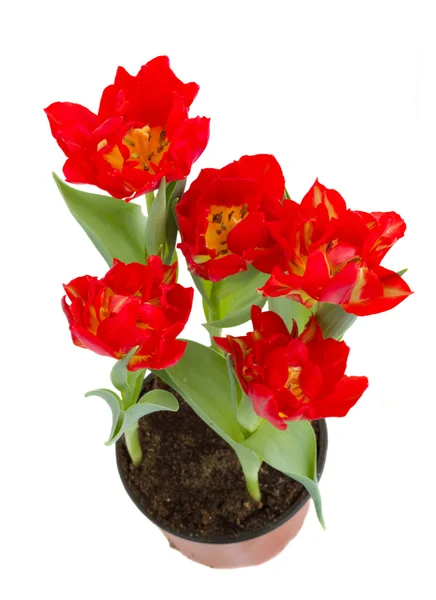 Red tulips in pot — Stock Photo, Image