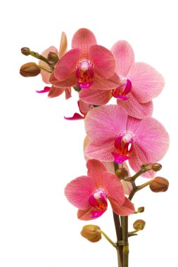 pembe orkide Şubesi