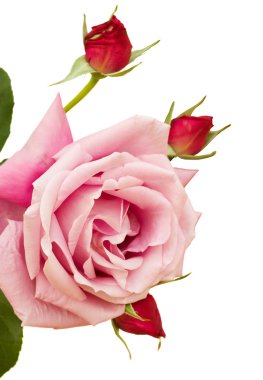 pembe Gül tomurcukları ile