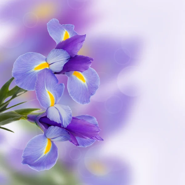 Iris-Blüten — Stockfoto