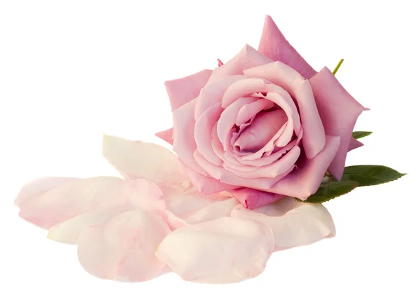 Mauve rose with petals — Stock Photo, Image