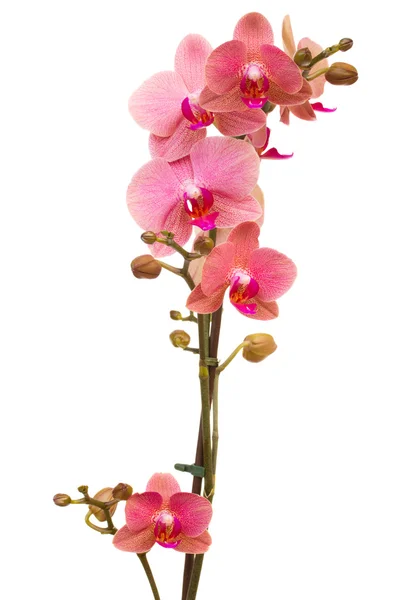 Ветвь розовой орхидеи — стоковое фото