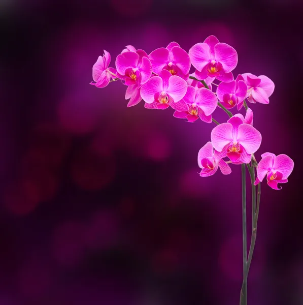 Ramo roxo da orquídea — Fotografia de Stock