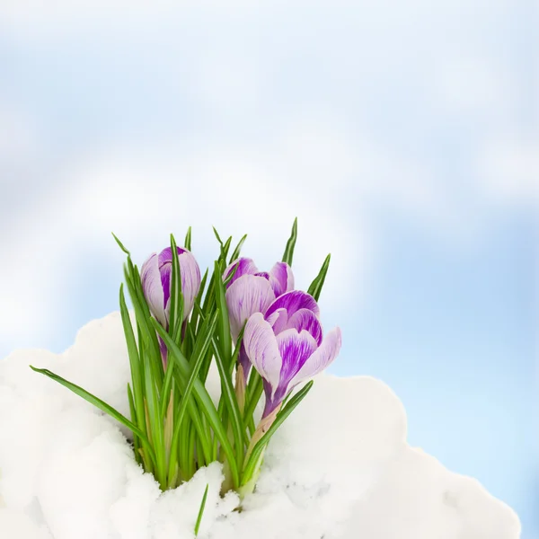 Крокузы в снегу — стоковое фото