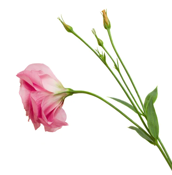 Eustoma růžová květina — Stock fotografie