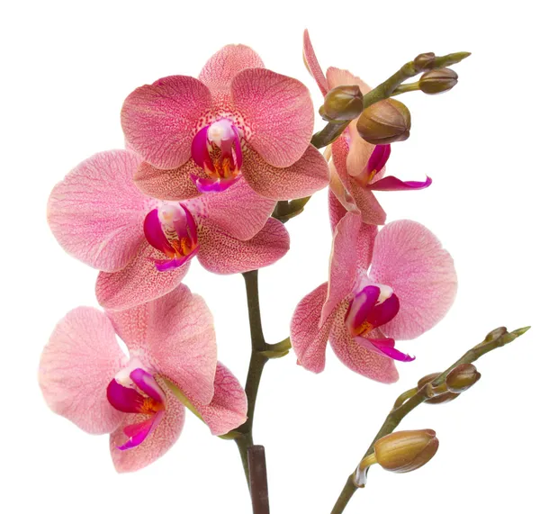 Flores vermelhas da orquídea fechar — Fotografia de Stock