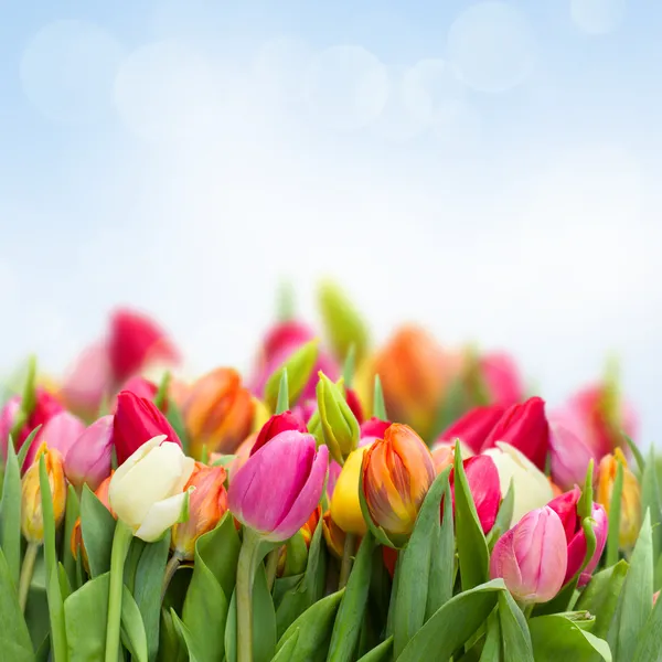 Tulips in garden — Stock Photo, Image