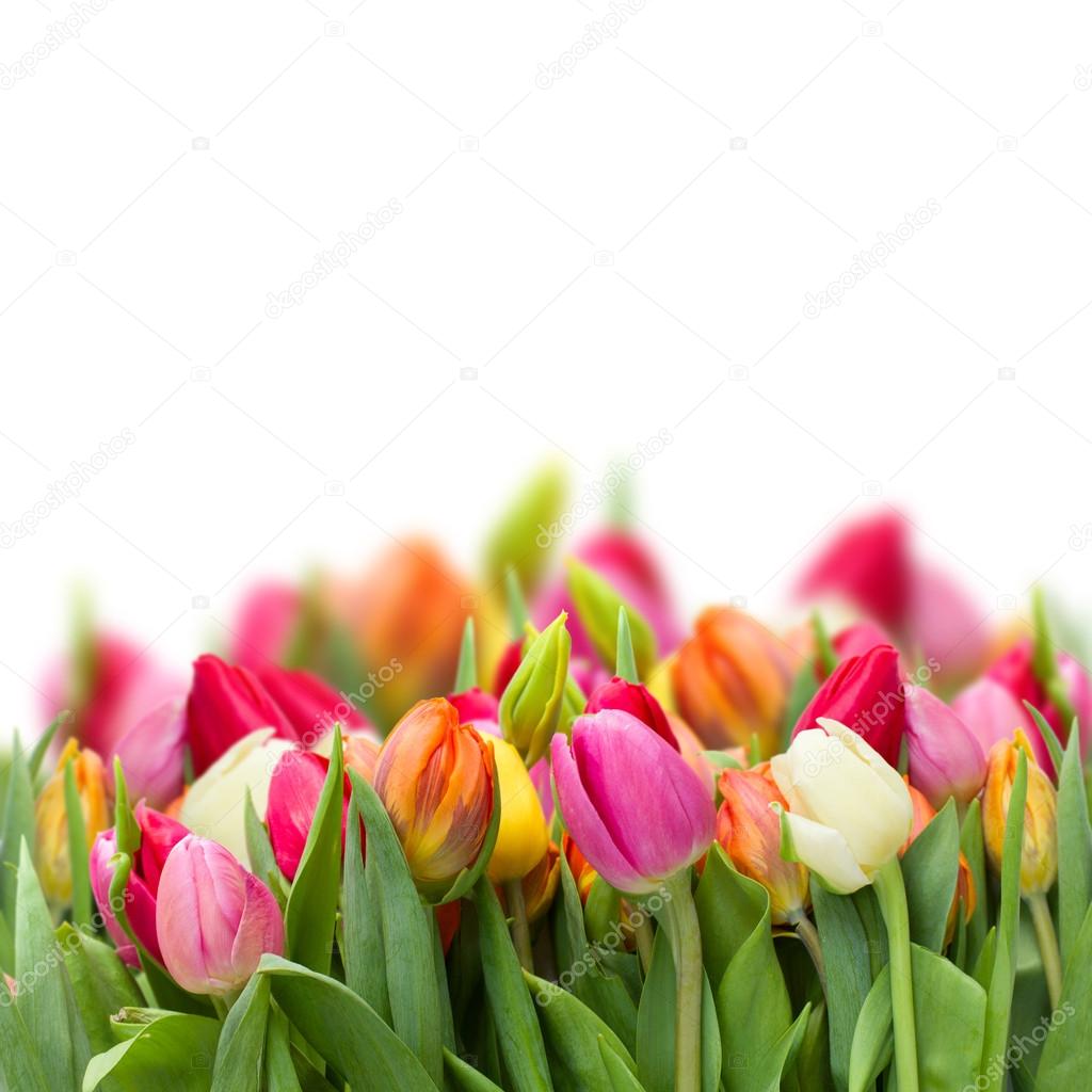 Growing fresh tulips