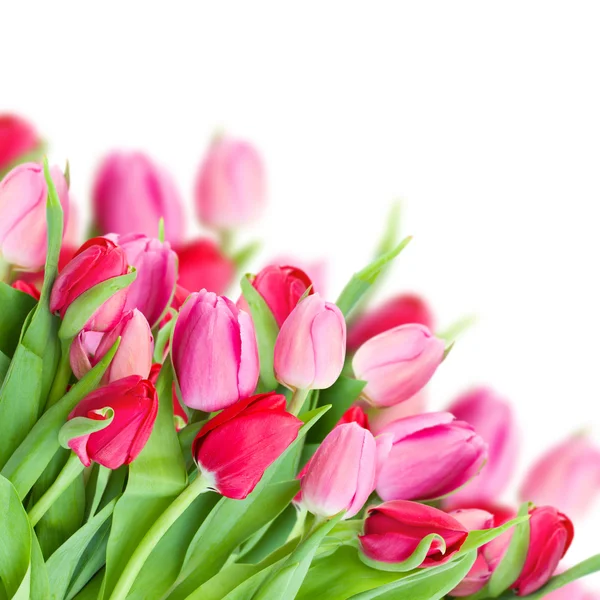 Pack van verse roze tulpen — Stockfoto