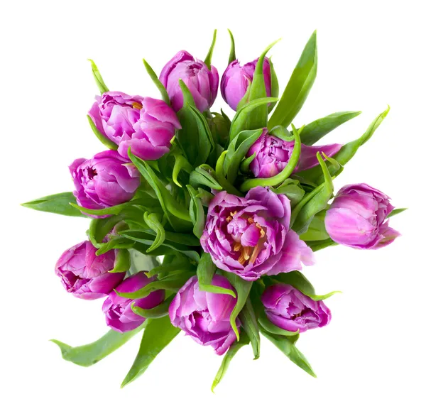 Buquê de tulipas roxas redondas — Fotografia de Stock