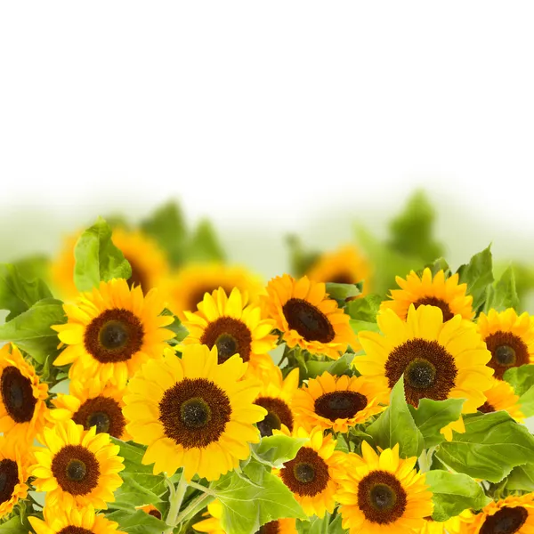 Zátoky slunečnicová pole — Stock fotografie