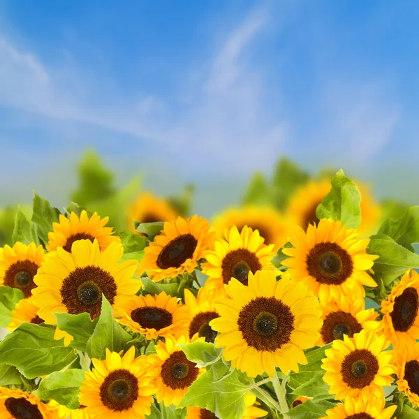 Campi di girasoli nella giornata di sole — Foto Stock