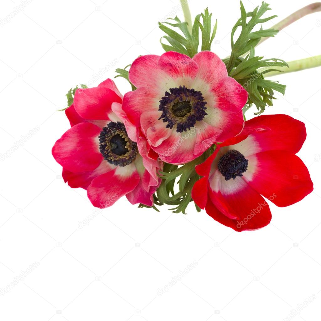Anemone flowers close up