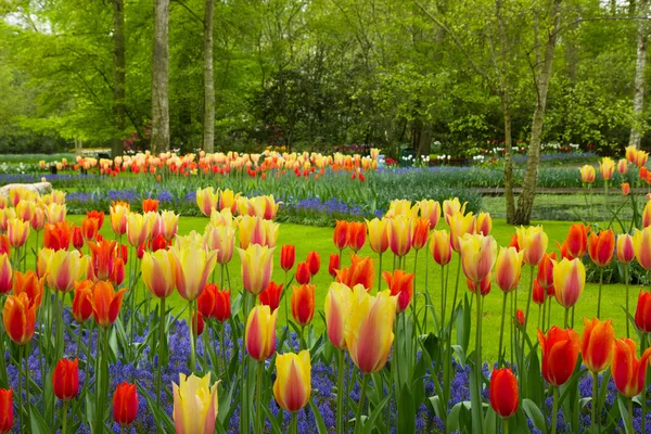 Wiosenne kwiaty w ogrodzie keukenhof — Zdjęcie stockowe