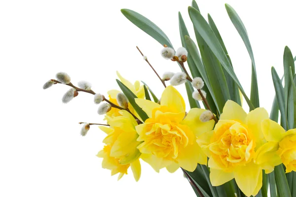 Daffodil flowers with catkins — Stock Photo, Image