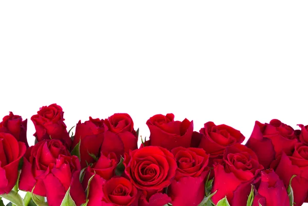 Granicy świeże czerwone róże ogrodowe — Zdjęcie stockowe