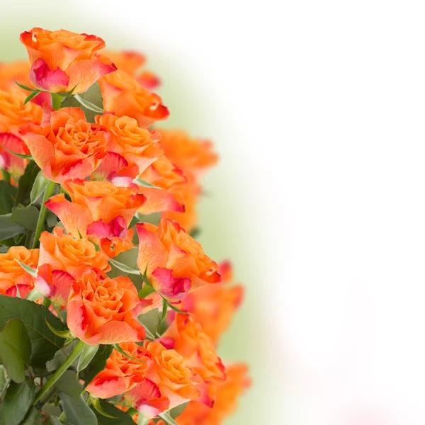 Куча оранжевых роз — стоковое фото