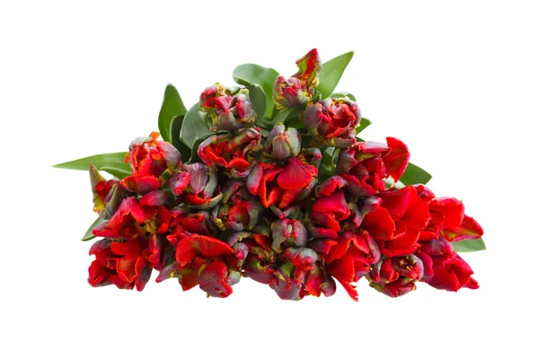 Pile of red parrot tulips — Stock Photo, Image