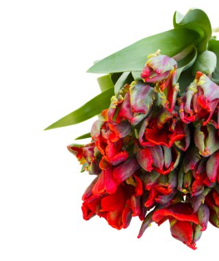 Kırmızı papağan laleler taze kazık