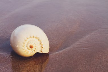 Deniz kıyısında günbatımı üzerinde kabuk