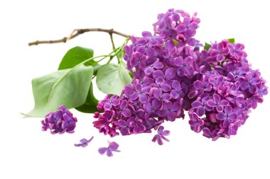 Eflatun çiçek şube