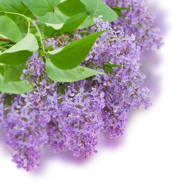 Bush with with lilac flowers Royalty Free Stock Photos
