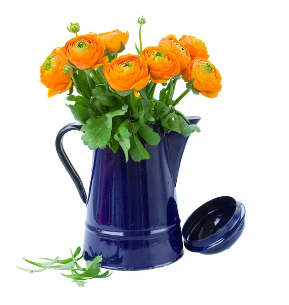 Ranunculus flowers in pot — Stock Photo, Image