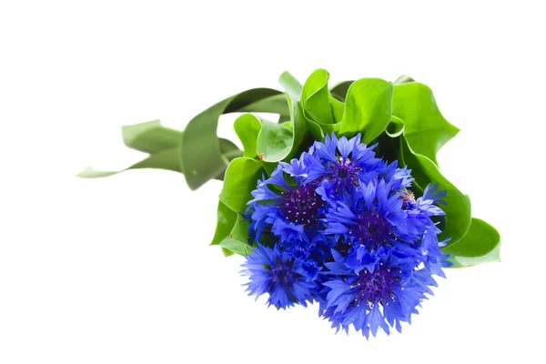 Blue corn flowers bouquet — Stock Photo, Image