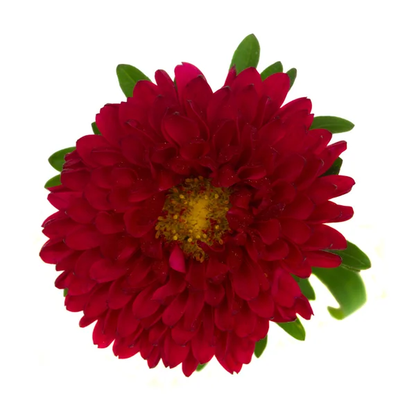 Red aster flor de perto — Fotografia de Stock