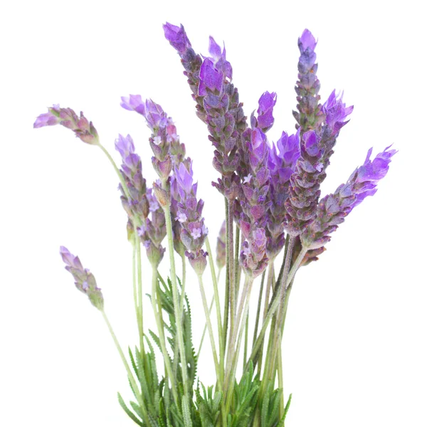 Flores de lavanda —  Fotos de Stock