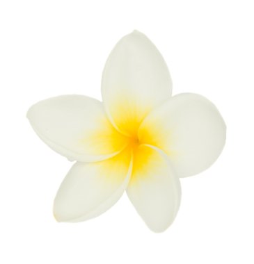 bir frangipani çiçek