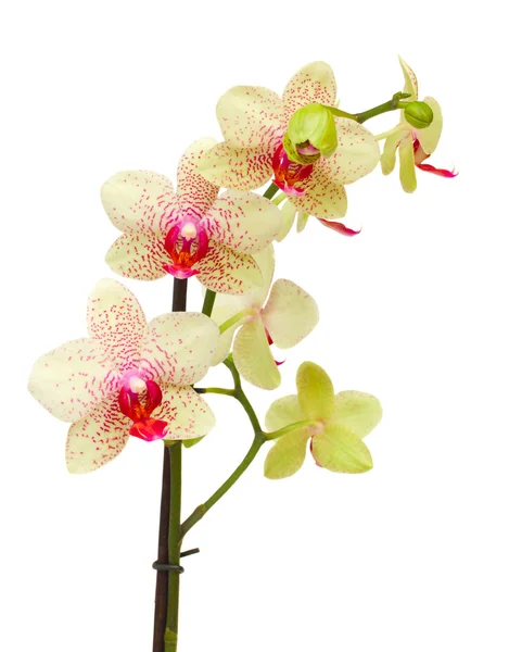 Yellow and red orchid flowers branch — Stock Photo, Image