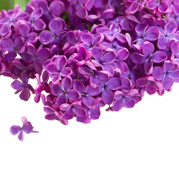 Flores de lilás de perto — Fotografia de Stock