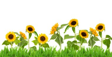 manzara ayçiçeği kenarlık