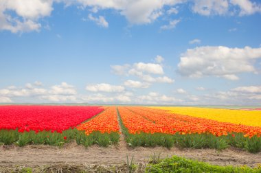 Dutch yellow tulip fields in sunny day clipart