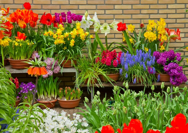 Kleurrijke bloemenwinkel — Stockfoto