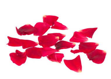 kırmızı gül yaprakları