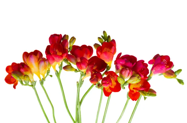 Hastes de flores vermelhas freesia — Fotografia de Stock