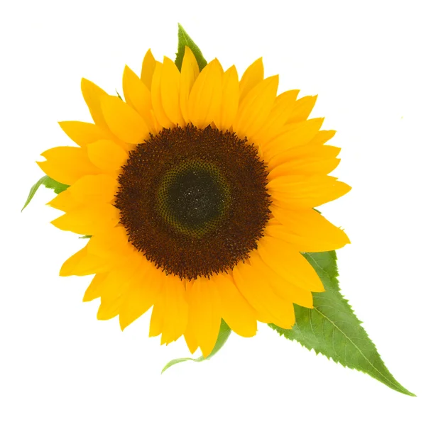 Eine große Sonnenblume — Stockfoto
