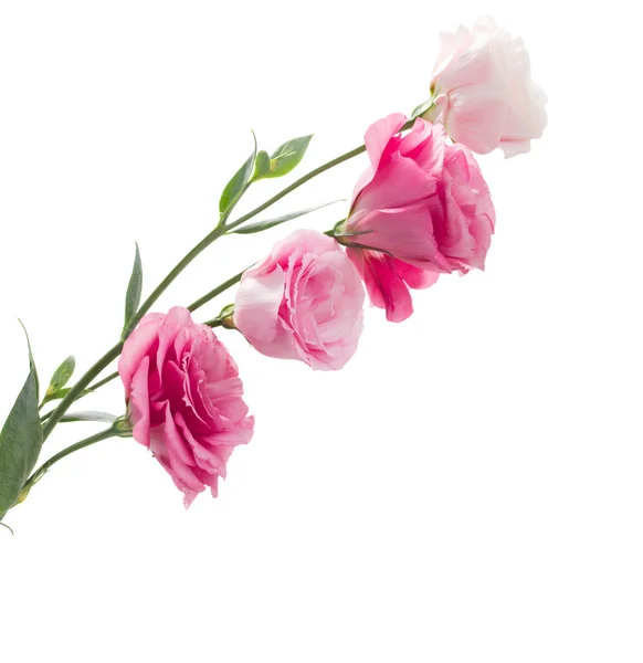 Branch of pink eustoma flowers — Stock Photo, Image