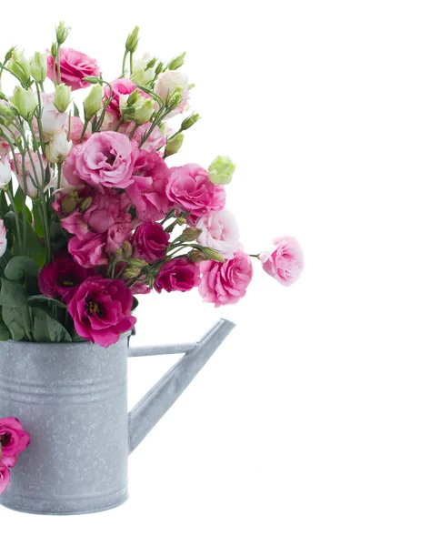Pink eustoma flowers bouquet in watering can