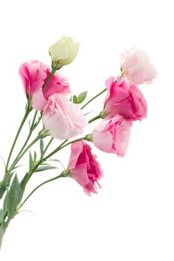 pembe eustoma çiçekleri yakın çekim