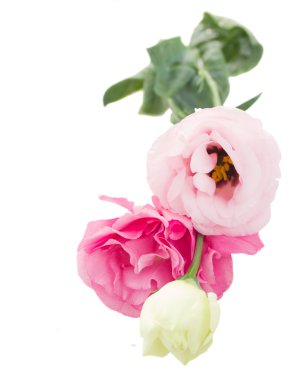 Üç pembe eustoma çiçek