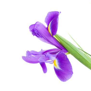 çiçek açan irise çiçek
